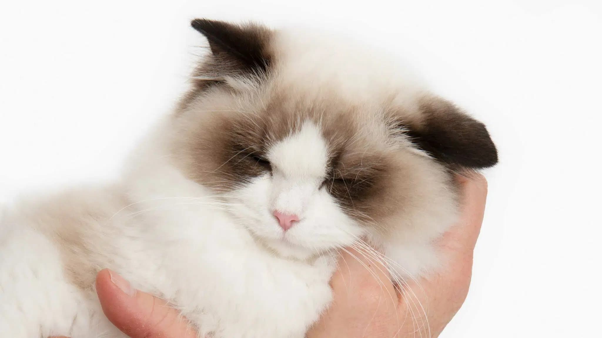 这一篇讲的是：哪一只猫合你