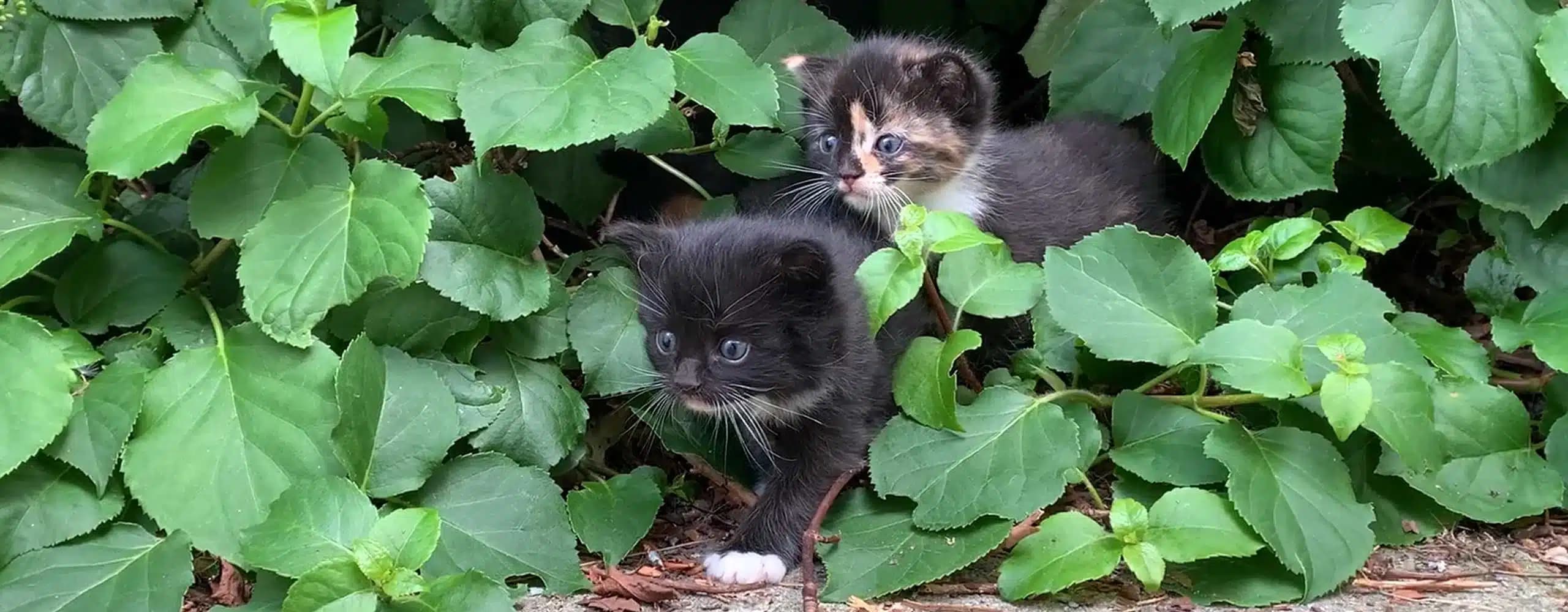 这一篇讲的是：院子里捡到一窝刚出生的小猫