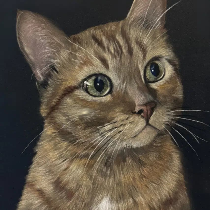 读者投稿的猫咪画作