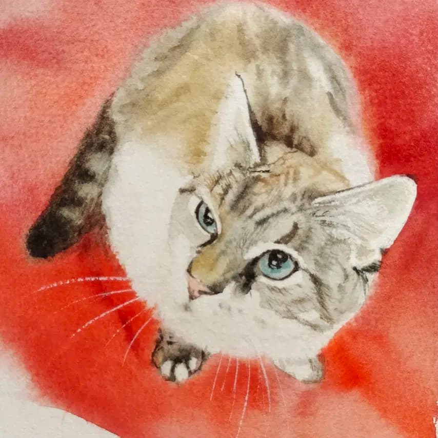 读者投稿的猫咪画作