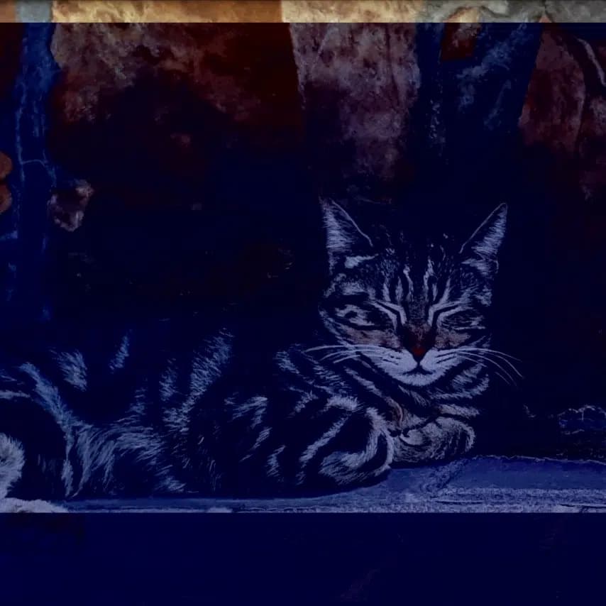 读者投稿的猫咪画作