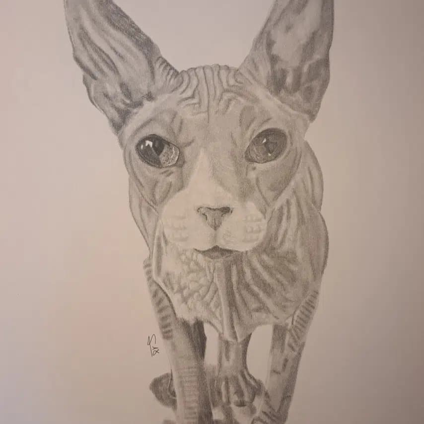 读者投稿的猫咪画作