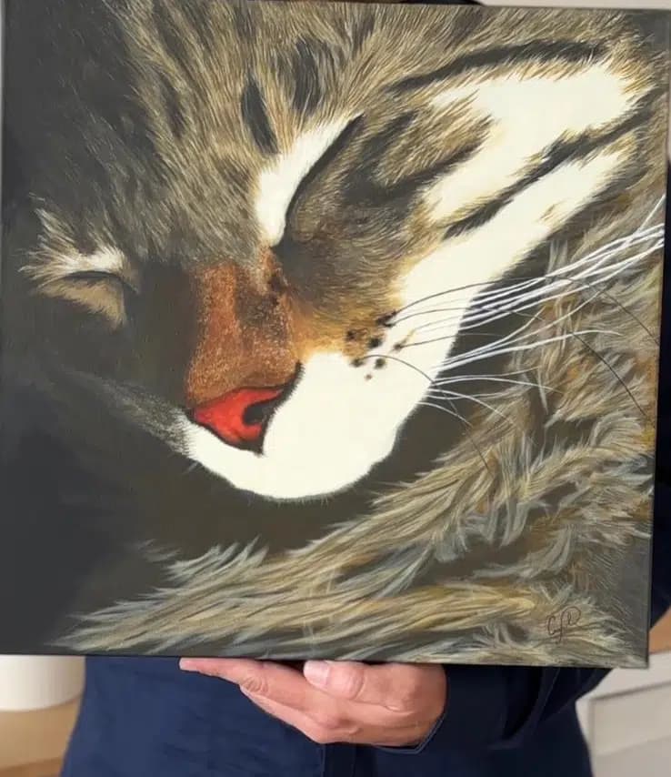 读者投稿的猫咪画作