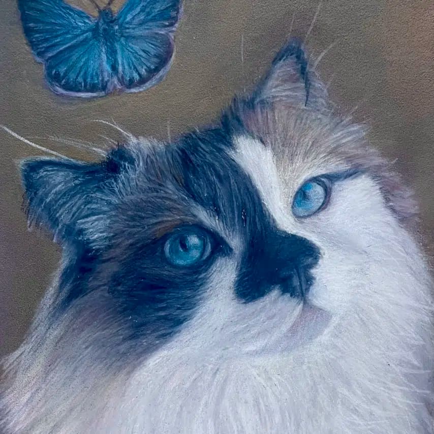 读者投稿的猫咪画作
