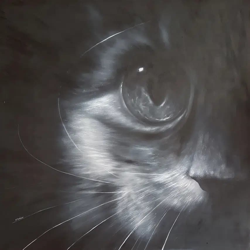 读者投稿的猫咪画作