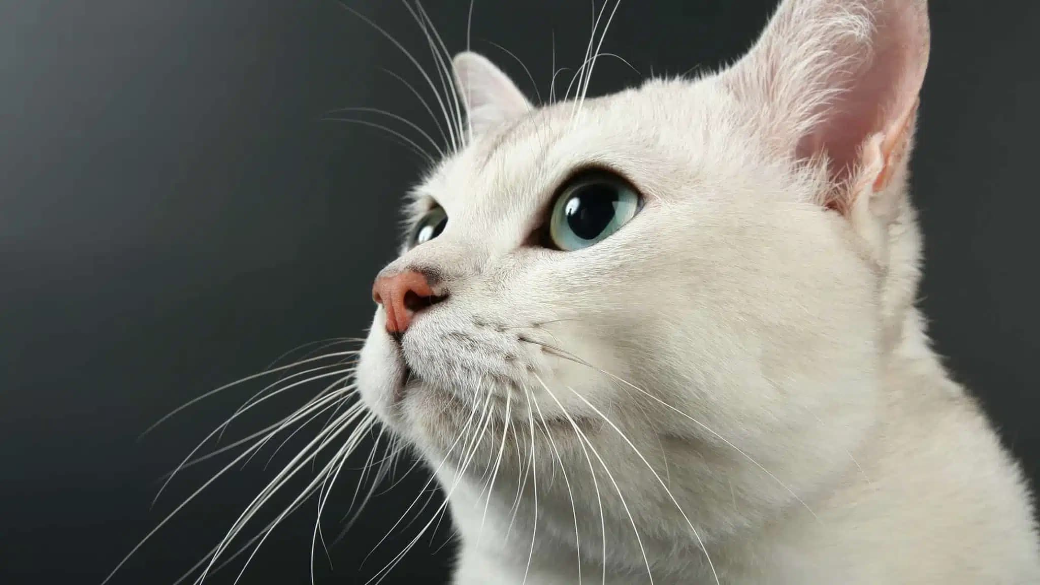 这一篇讲的是：猫为什么长胡须