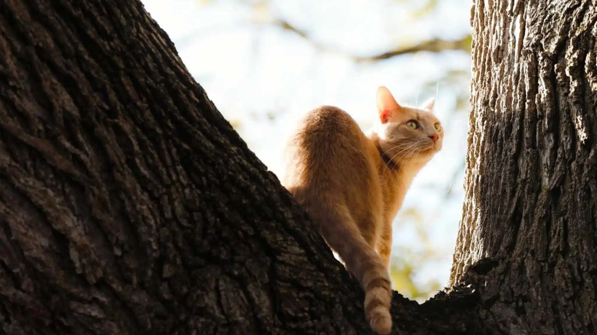 这一篇讲的是：猫会不会得禽流感，怎么防
