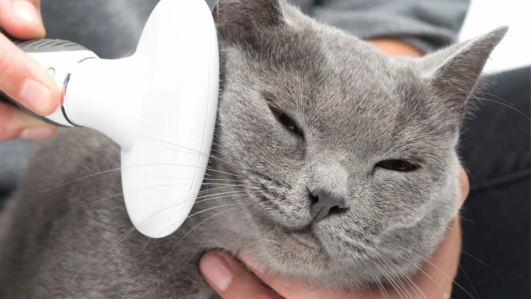 这一篇讲的是：给猫梳毛的几条实招