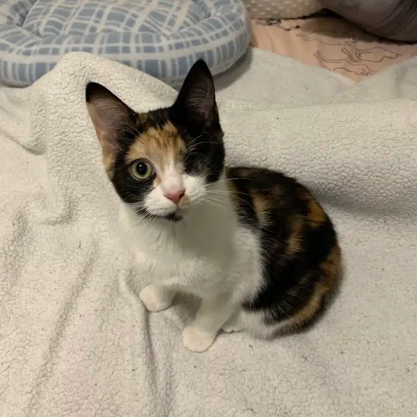 读者投稿的猫咪照片：家猫