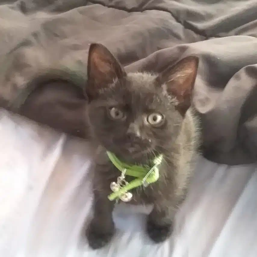读者投稿的猫咪照片：家猫
