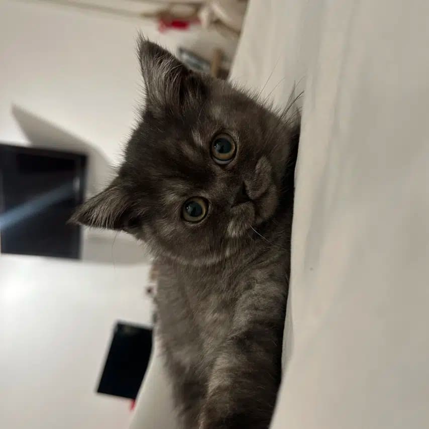 读者投稿的猫咪照片：英国短毛猫