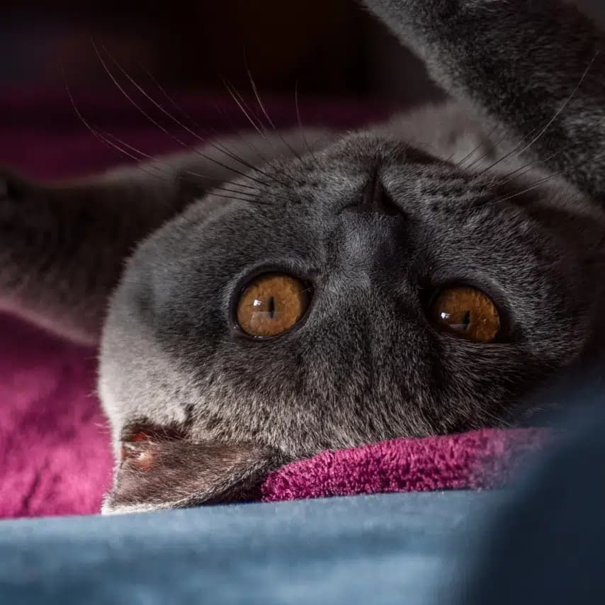 读者投稿的猫咪照片：英国短毛猫