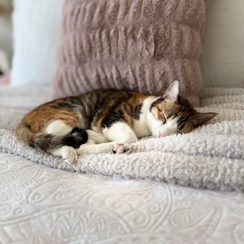 读者投稿的猫咪照片：美国短毛猫