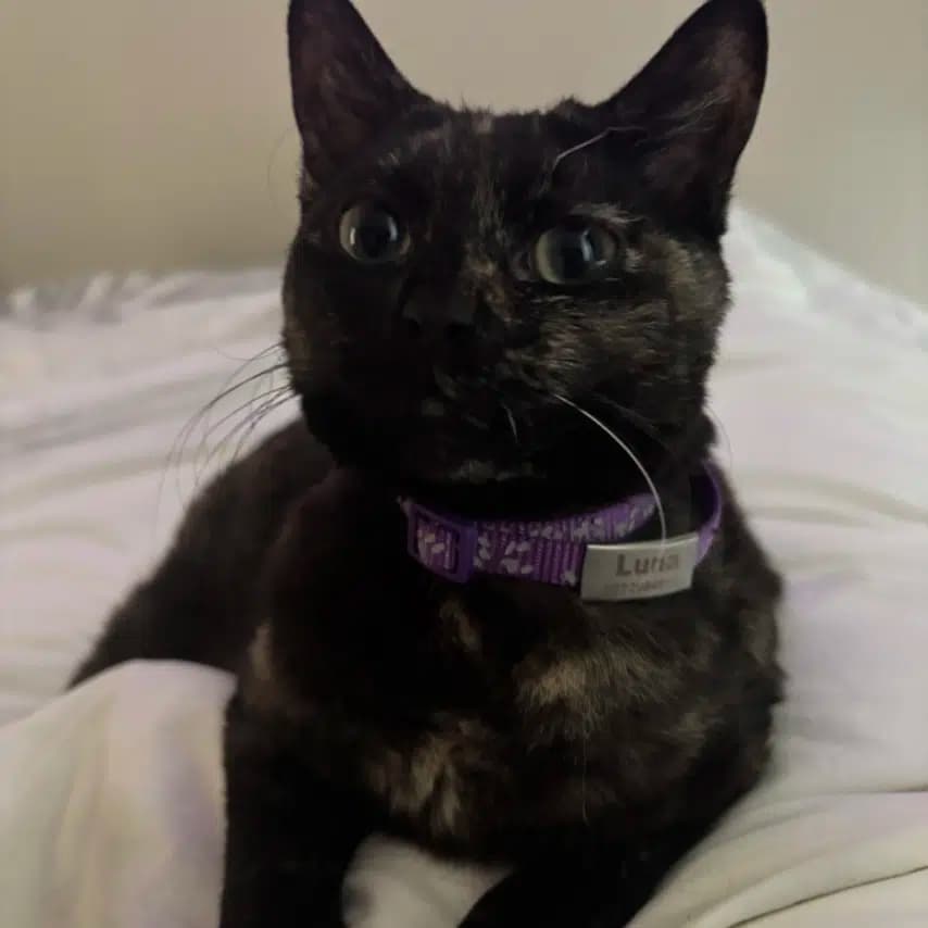 读者投稿的猫咪照片：英国短毛猫