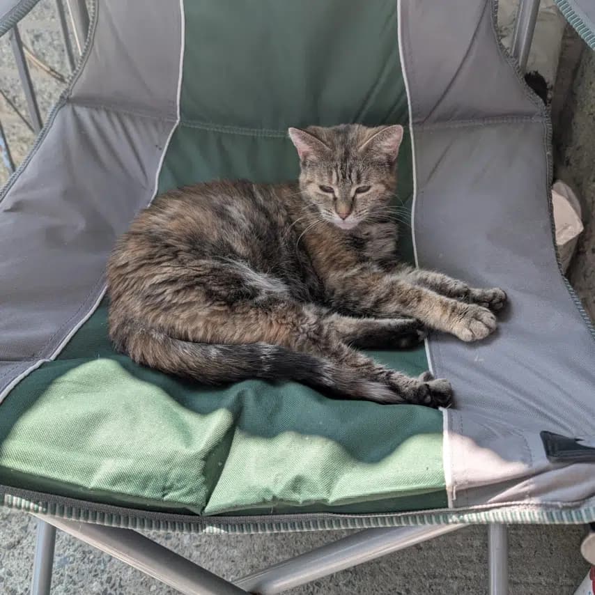 读者投稿的猫咪照片：家猫