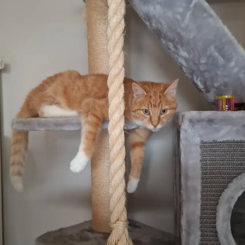 读者投稿的猫咪照片：家猫