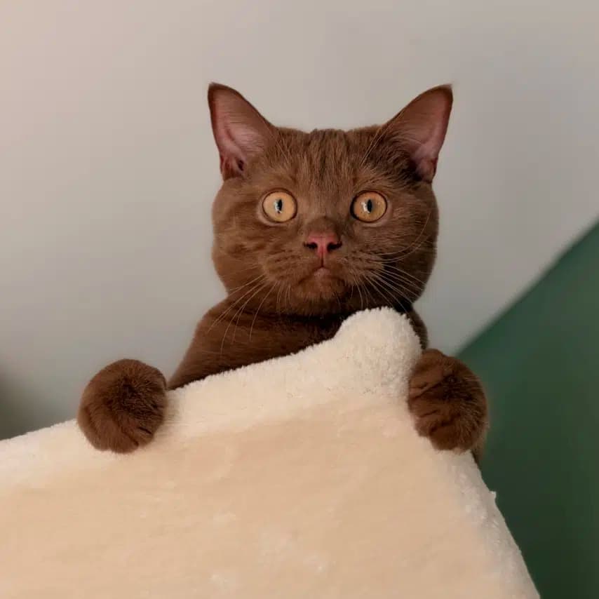 读者投稿的猫咪照片：英国短毛猫