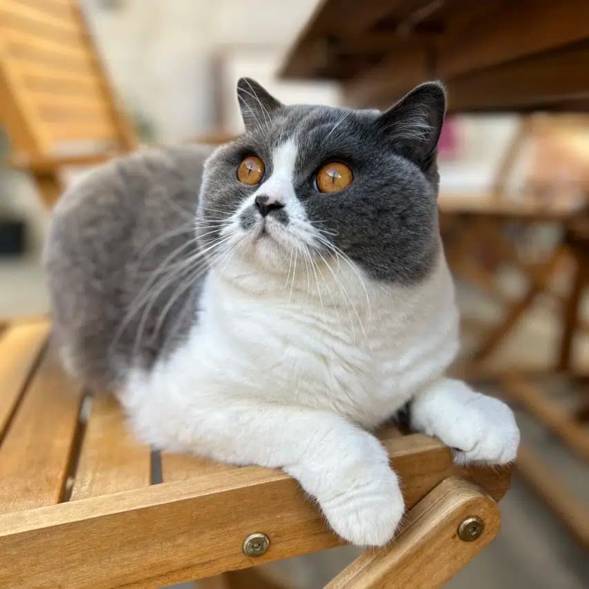 读者投稿的猫咪照片：英国短毛猫