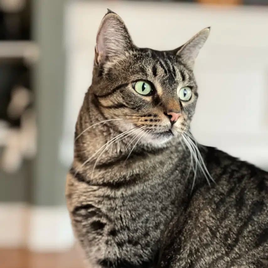 读者投稿的猫咪照片：美国短毛猫
