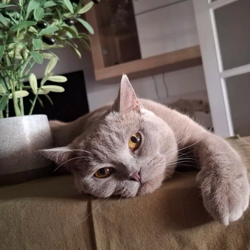 读者投稿的猫咪照片：英国短毛猫