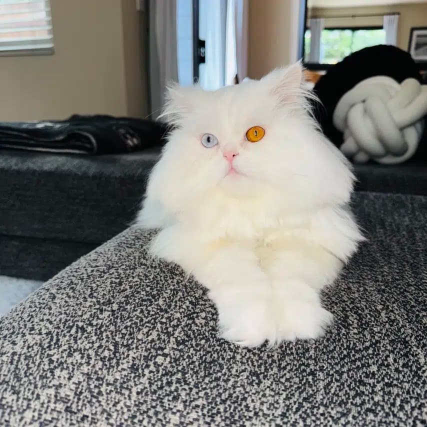 读者投稿的猫咪照片：波斯猫