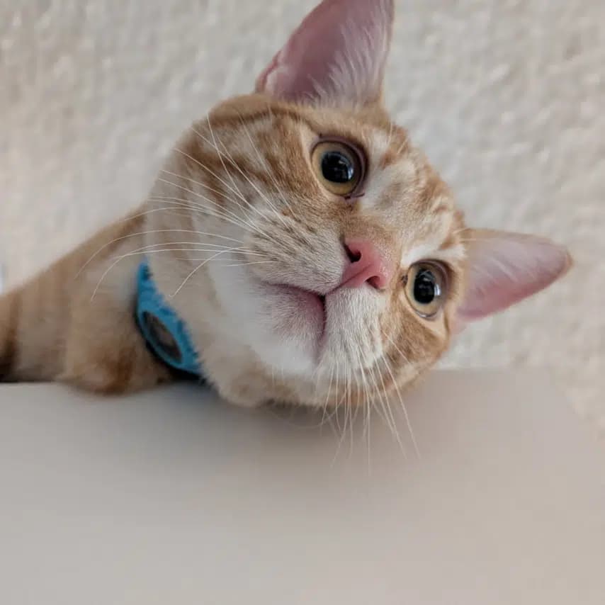 读者投稿的猫咪照片：美国短毛猫