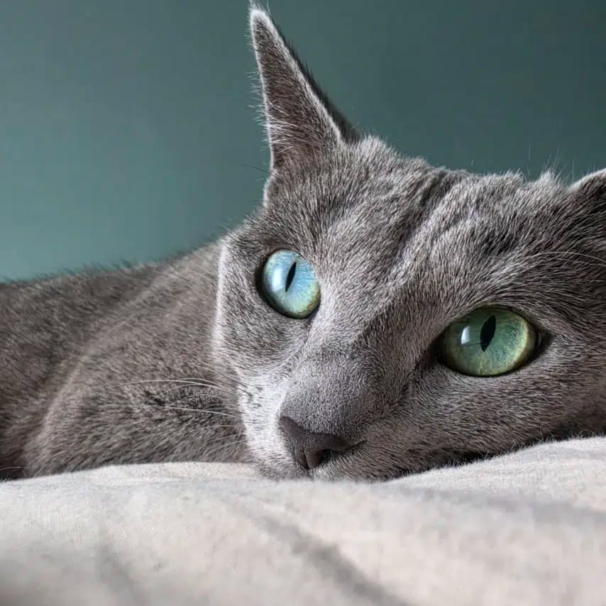 读者投稿的猫咪照片：俄罗斯蓝猫