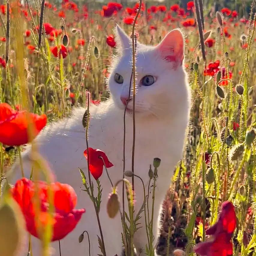 读者投稿的猫咪照片：欧洲短毛猫