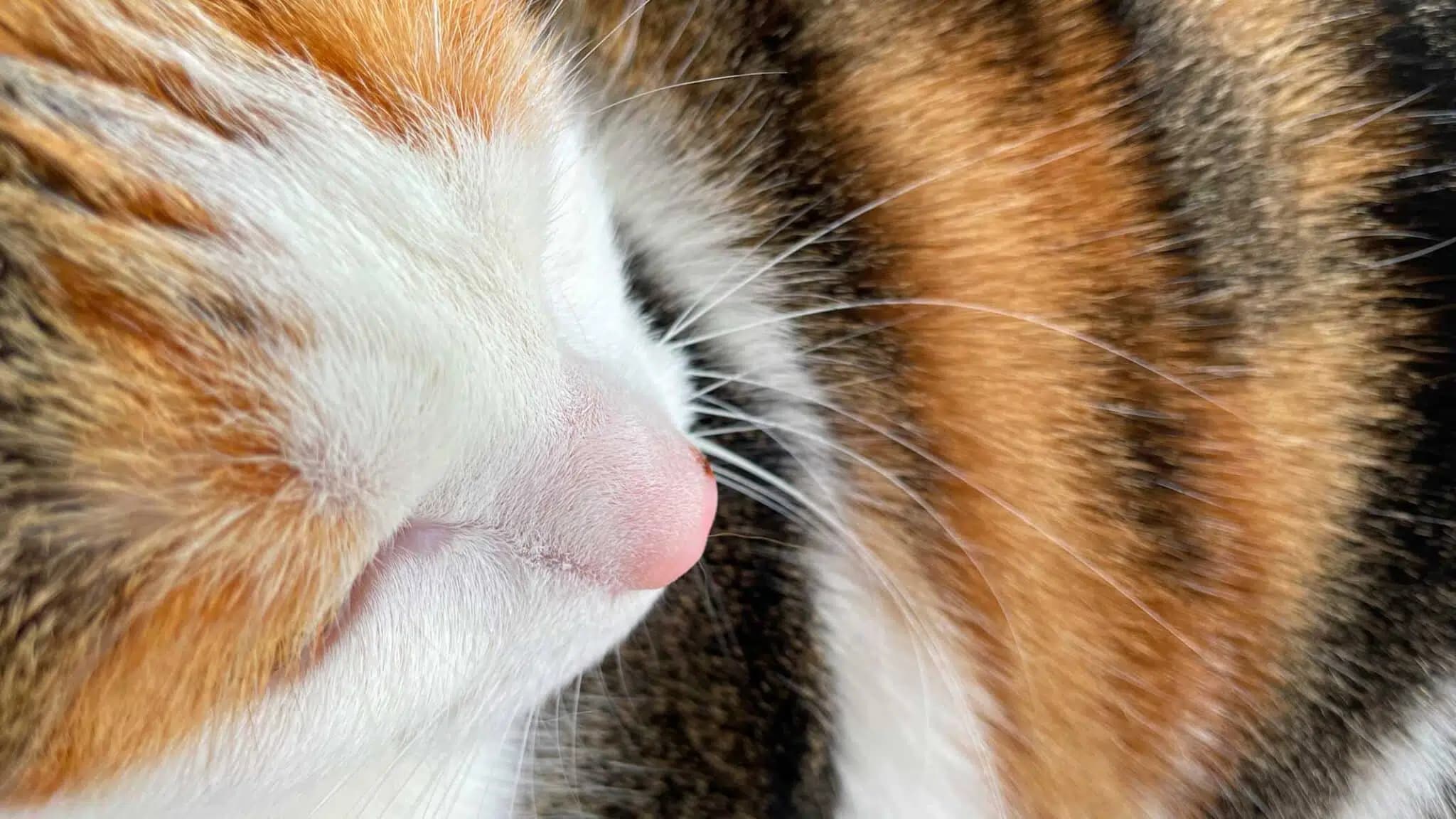这一篇讲的是：三花猫为什么几乎都是母的