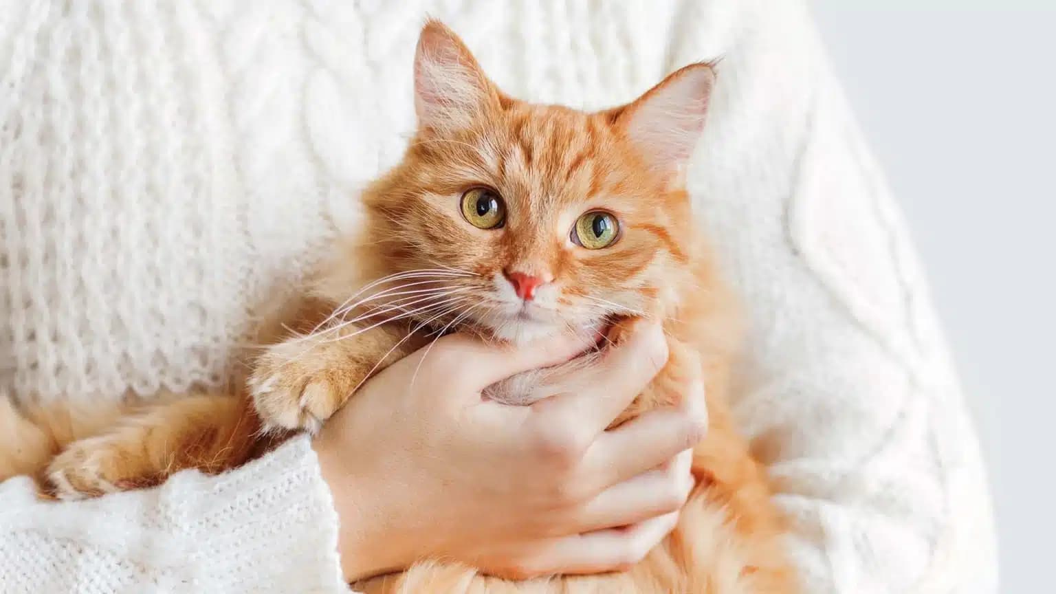 这一篇讲的是：橘猫为什么大多是公的