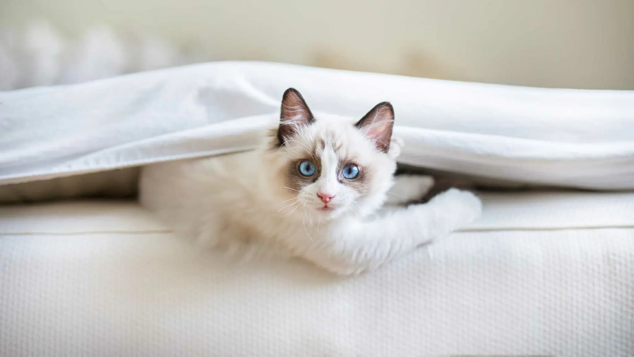 这一篇讲的是：给小猫单独腾一间屋子