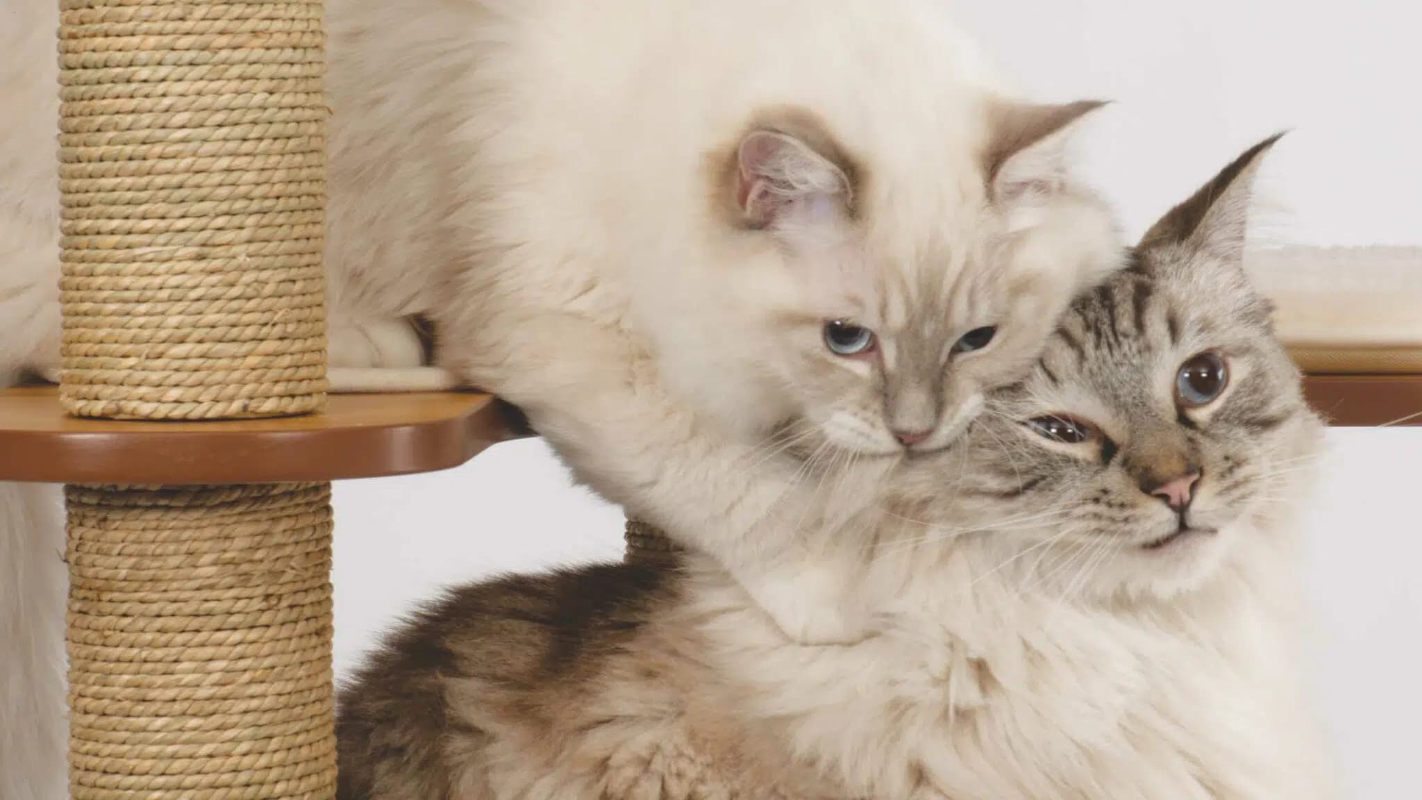 这一篇讲的是：让小猫和家里别的宠物认识