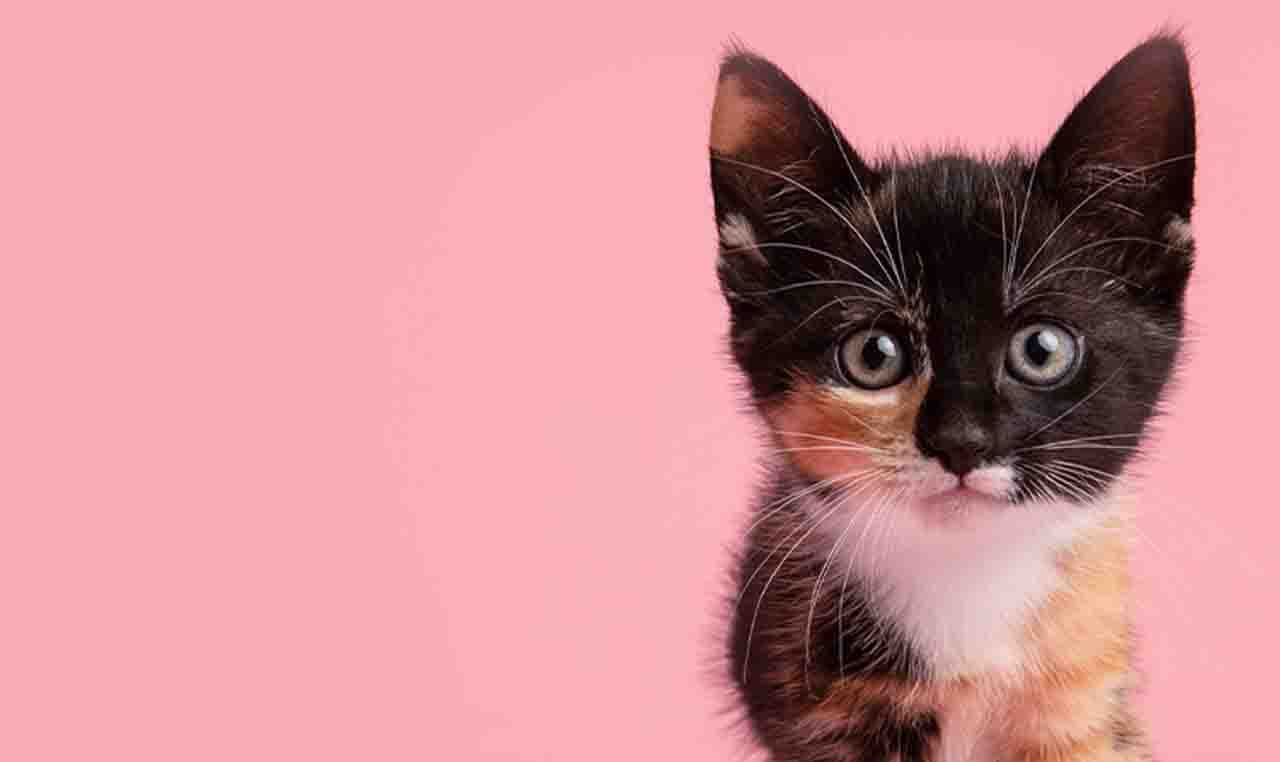 我家小猫那一格的封面：刚接回家的头一个月