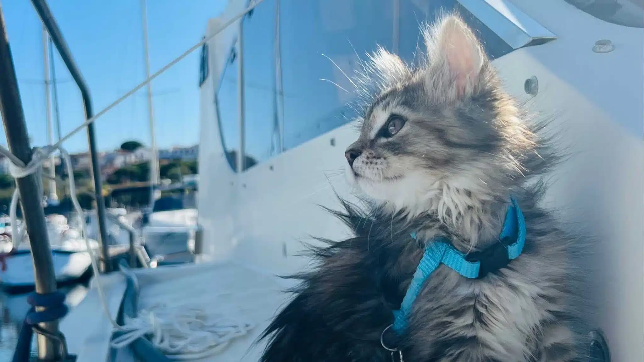 这一篇讲的是：船上那只小猫