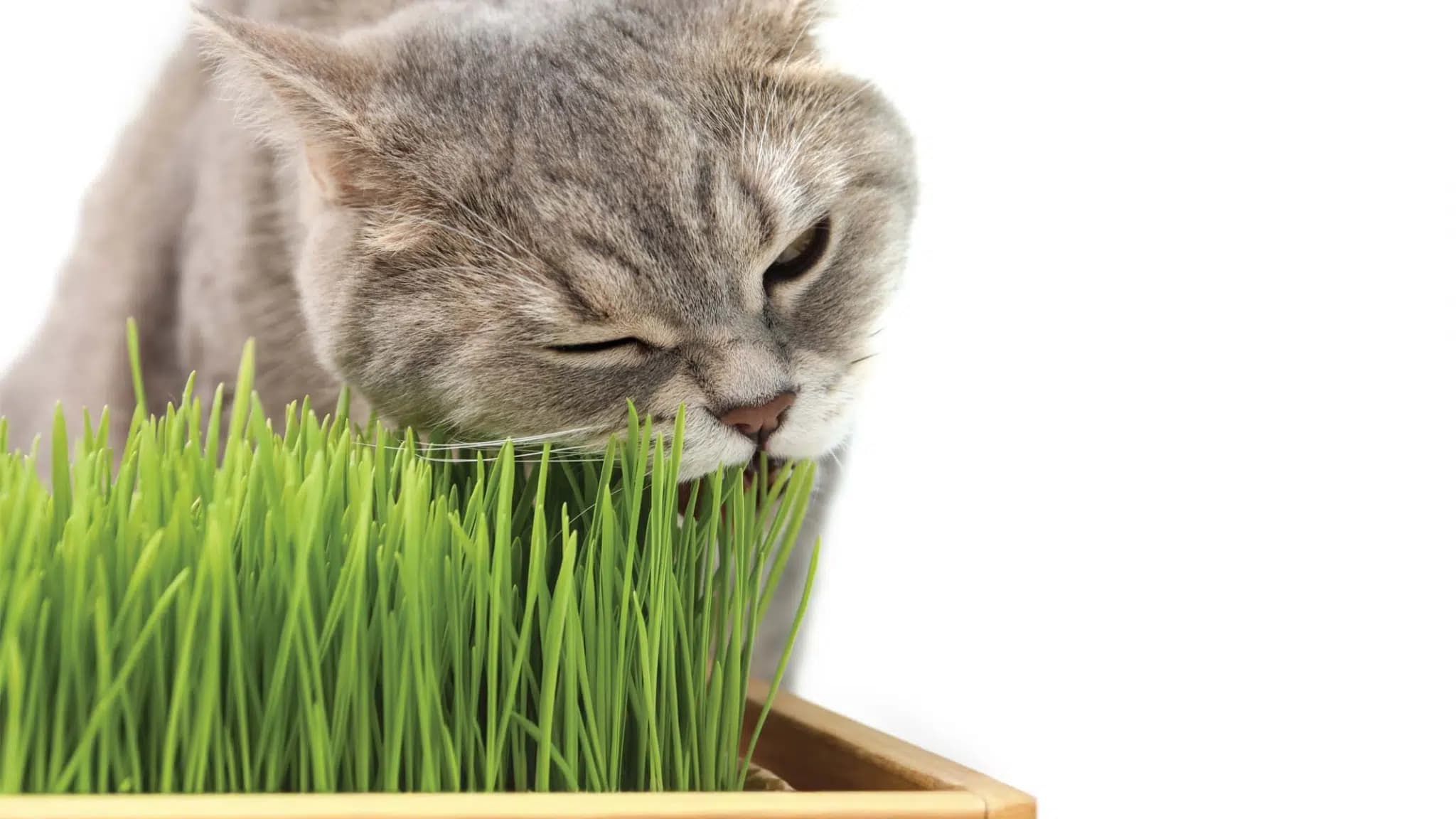 这一篇讲的是：猫为什么爱啃猫草