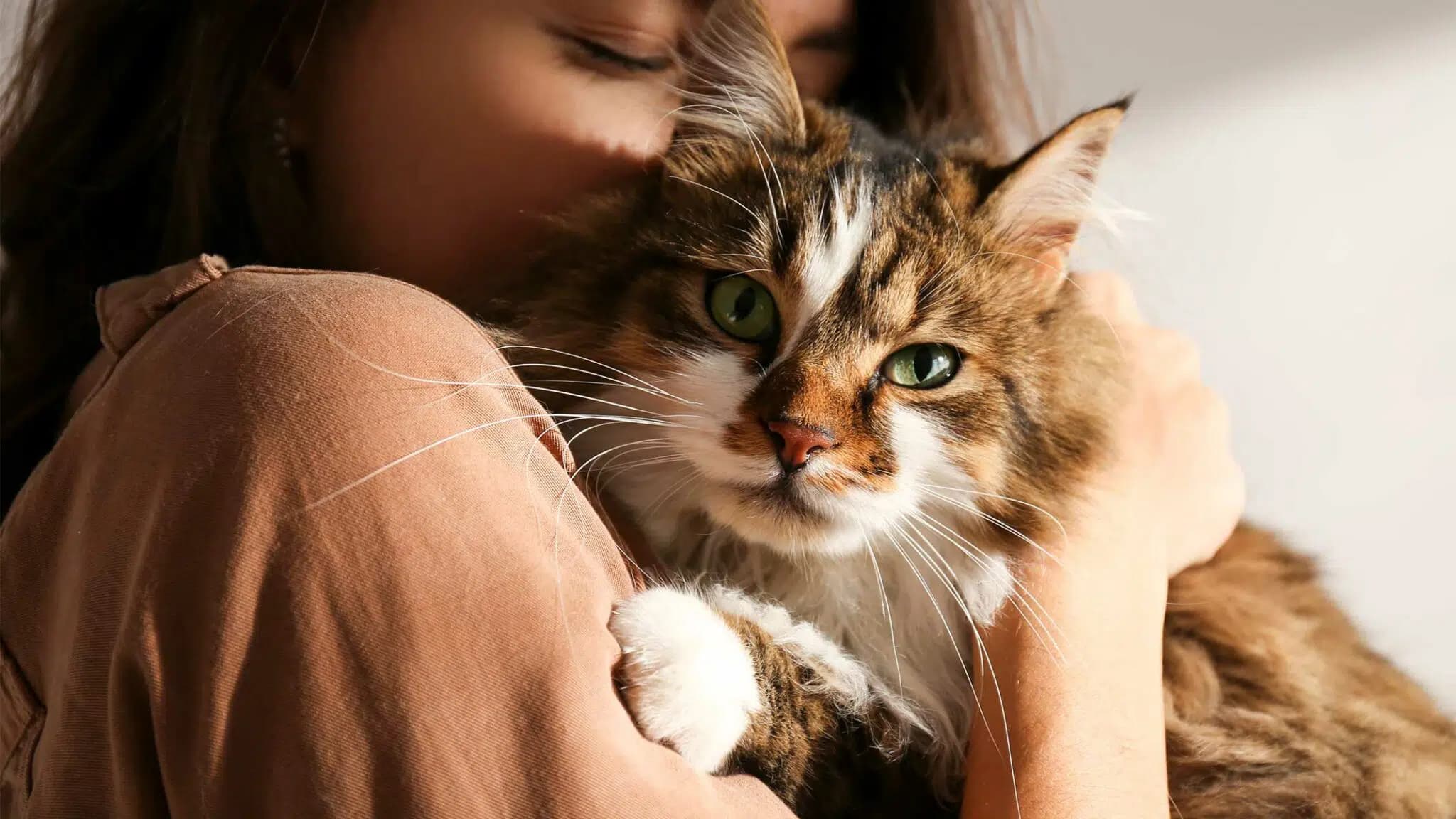 这一篇讲的是：野猫是怎么变成家里这只的