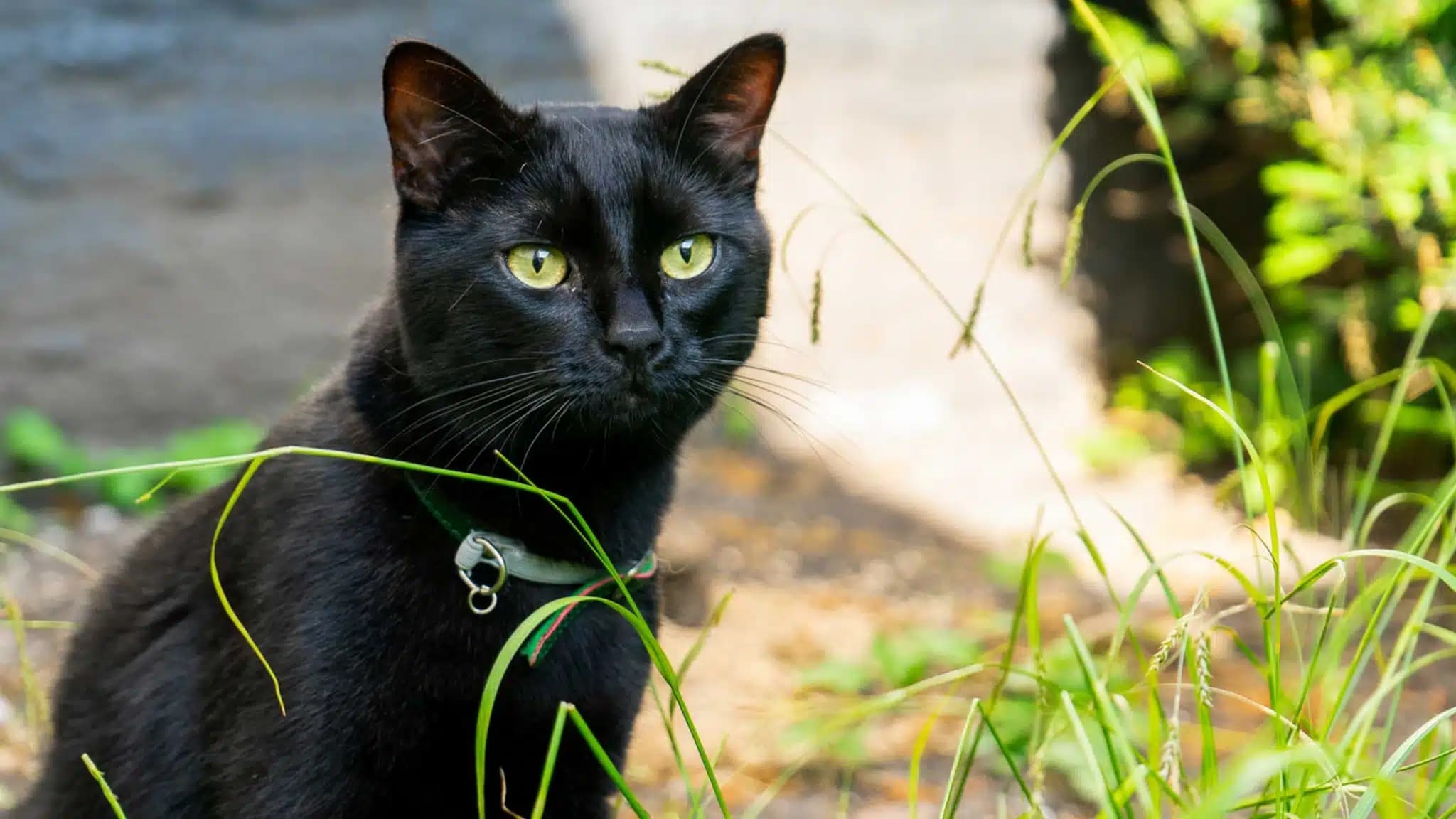 这一篇讲的是：一家老博物馆里当家的那只猫