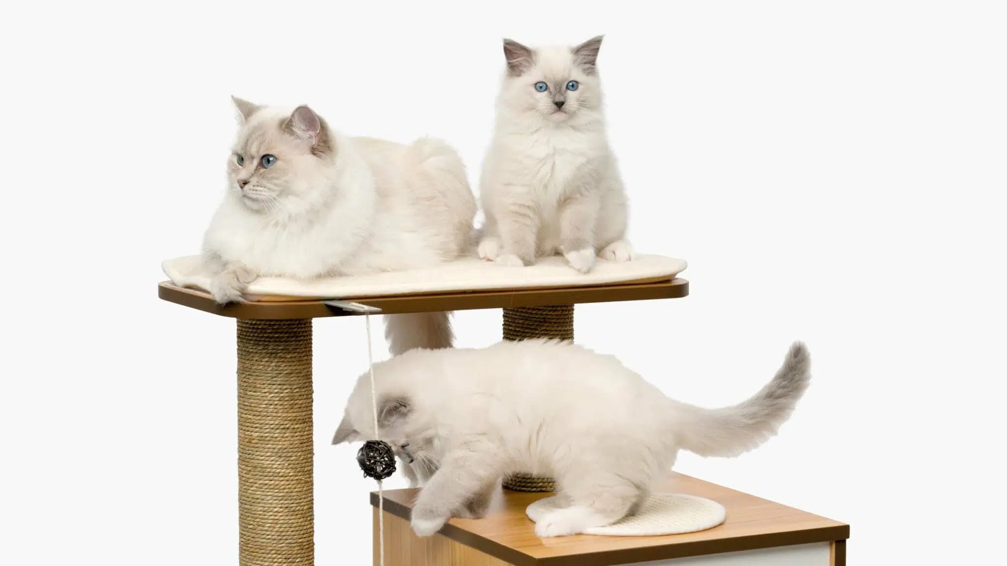 这一篇讲的是：猫为什么需要一处能往高处去的地方