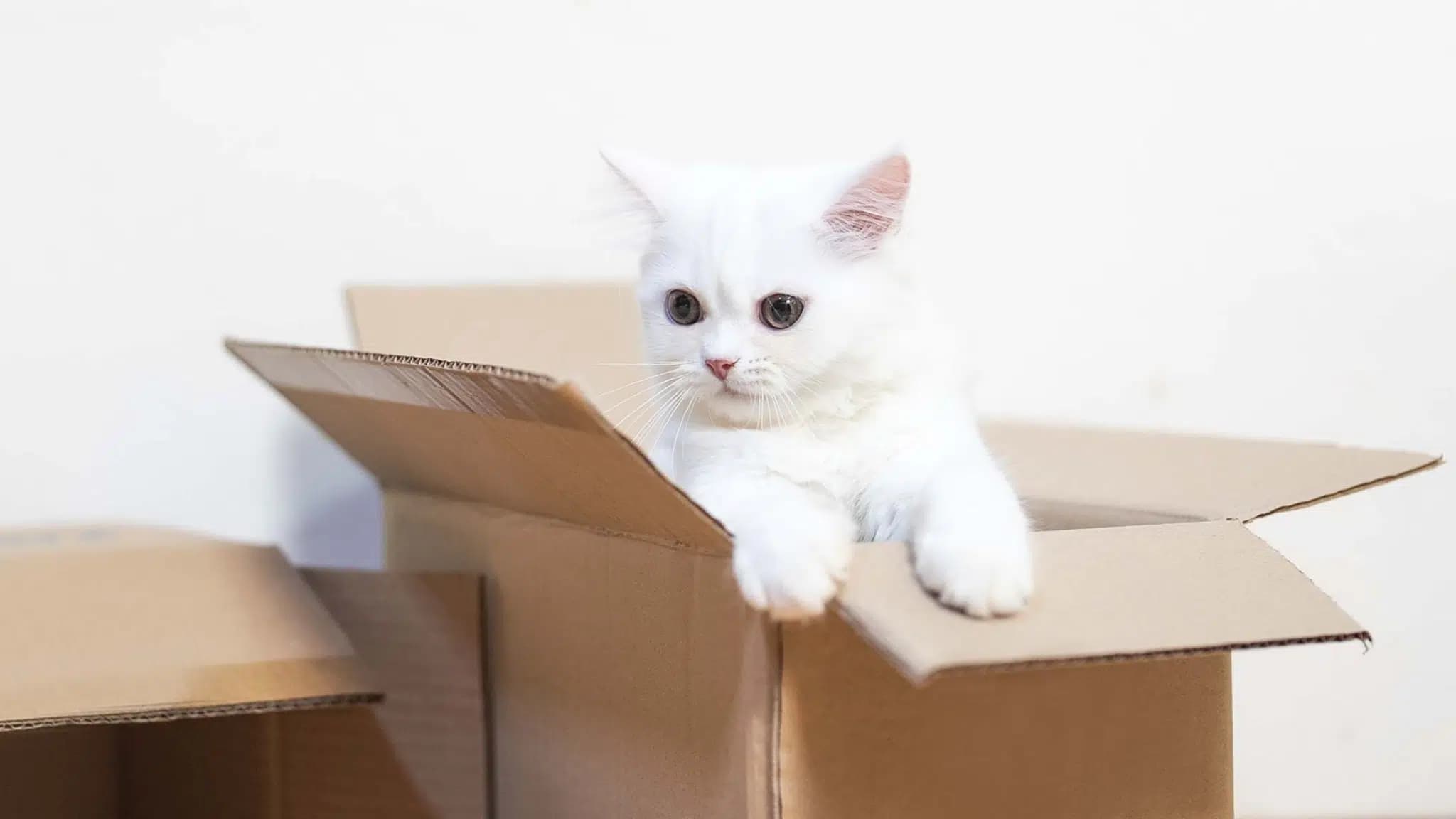 这一篇讲的是：第一次养猫要备的那些东西