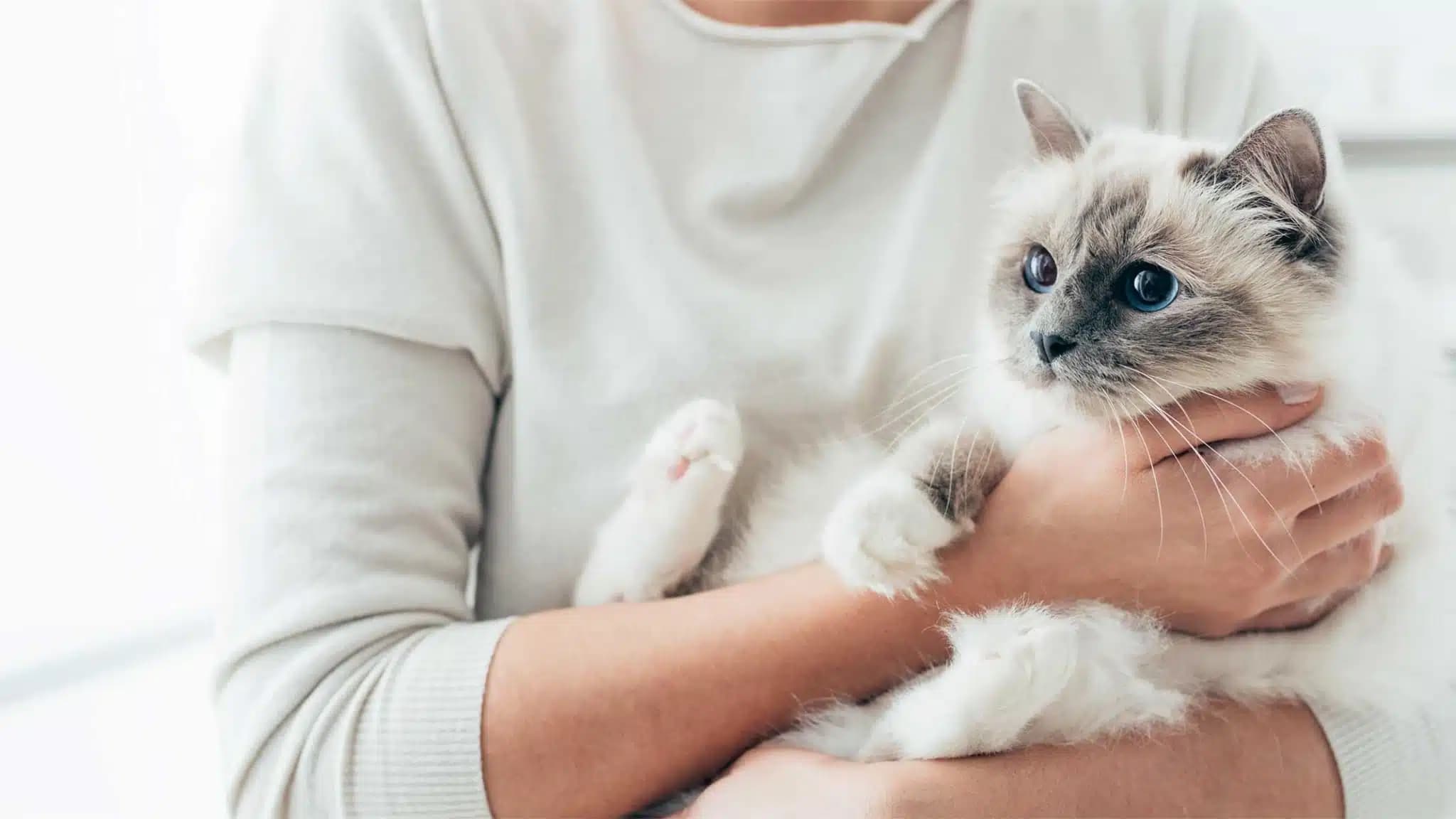 这一篇讲的是：家里有人对猫过敏，怎么办