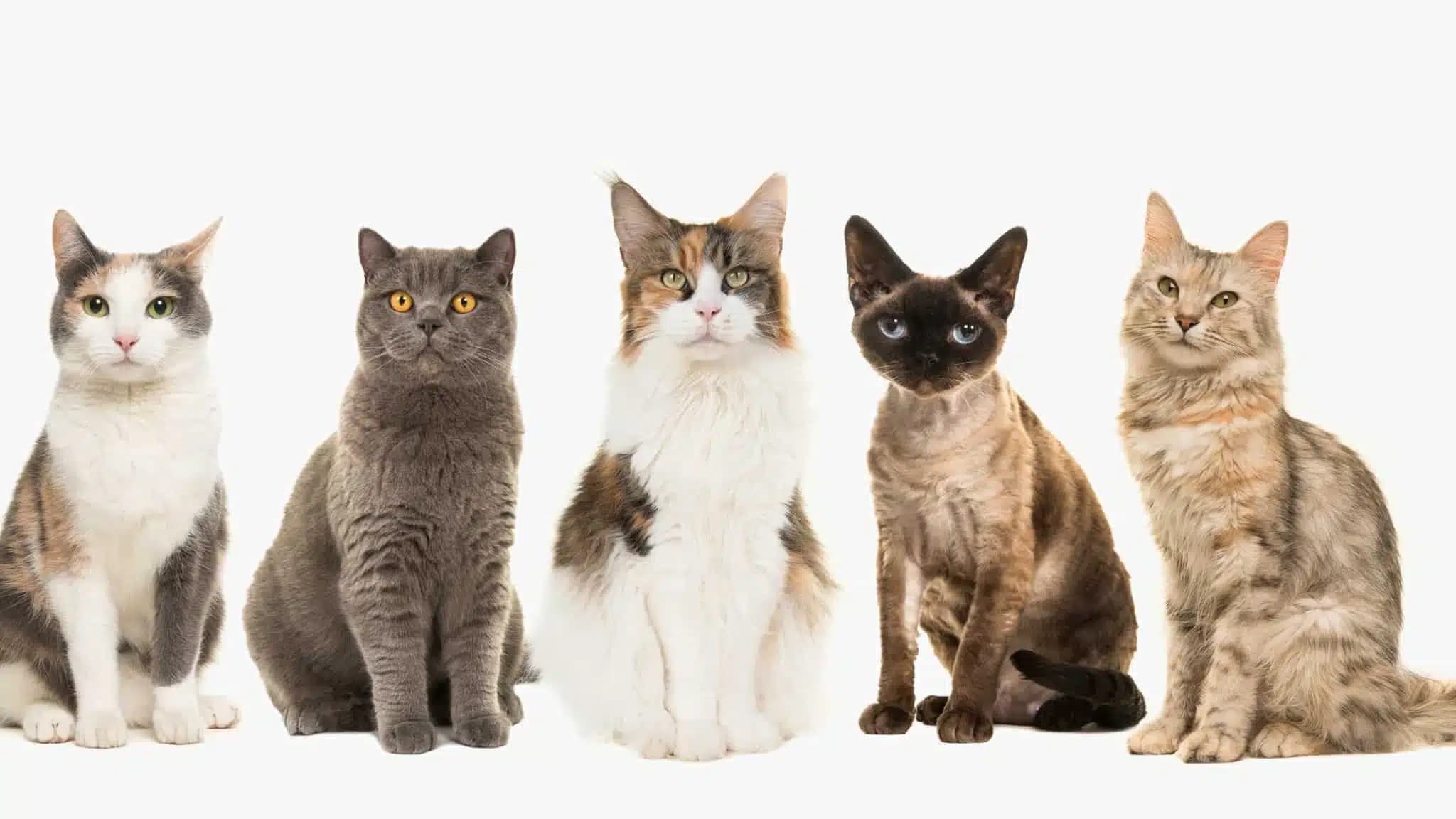 这一篇讲的是：有不招过敏的猫吗