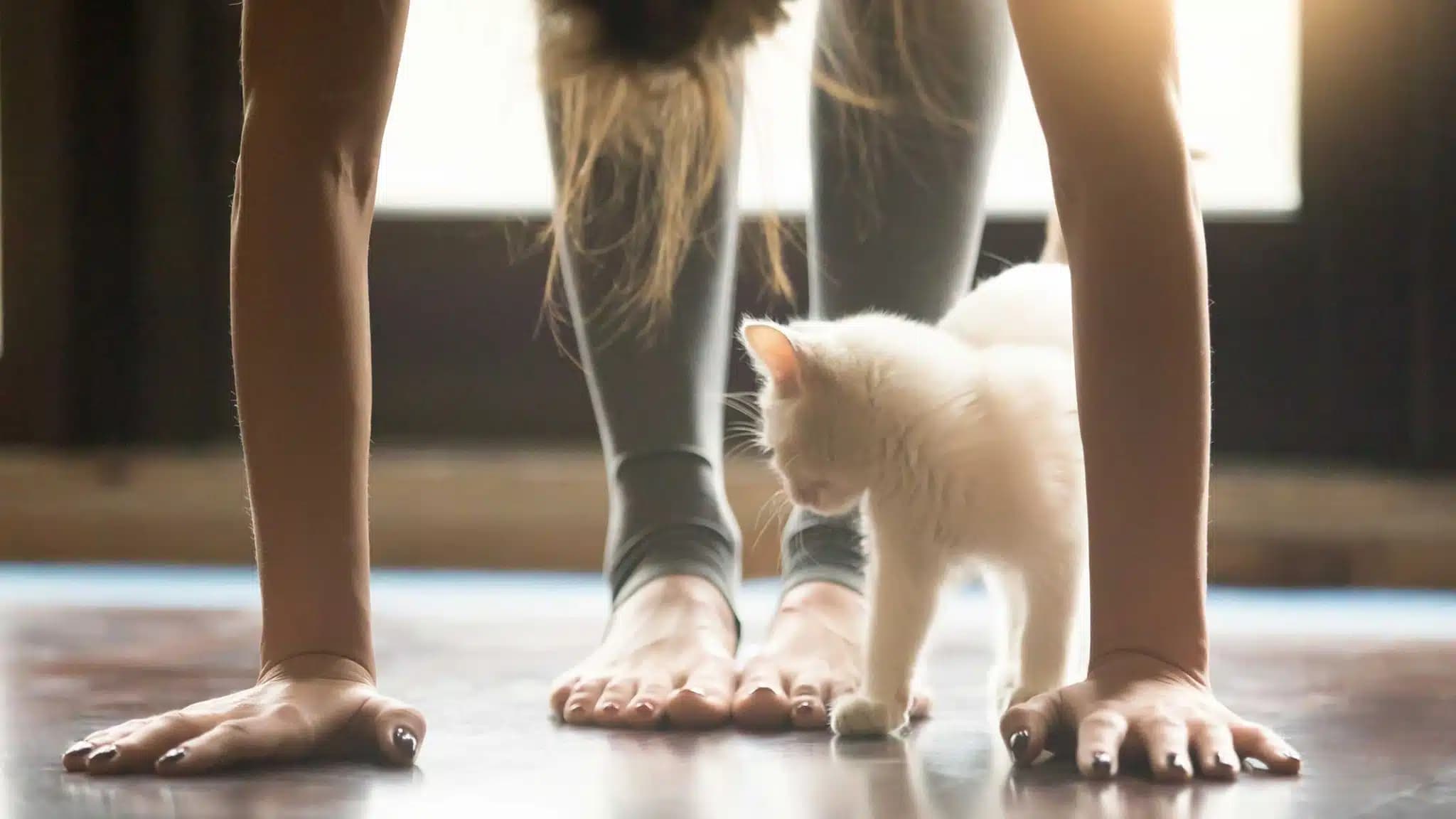 这一篇讲的是：猫瑜伽怎么做