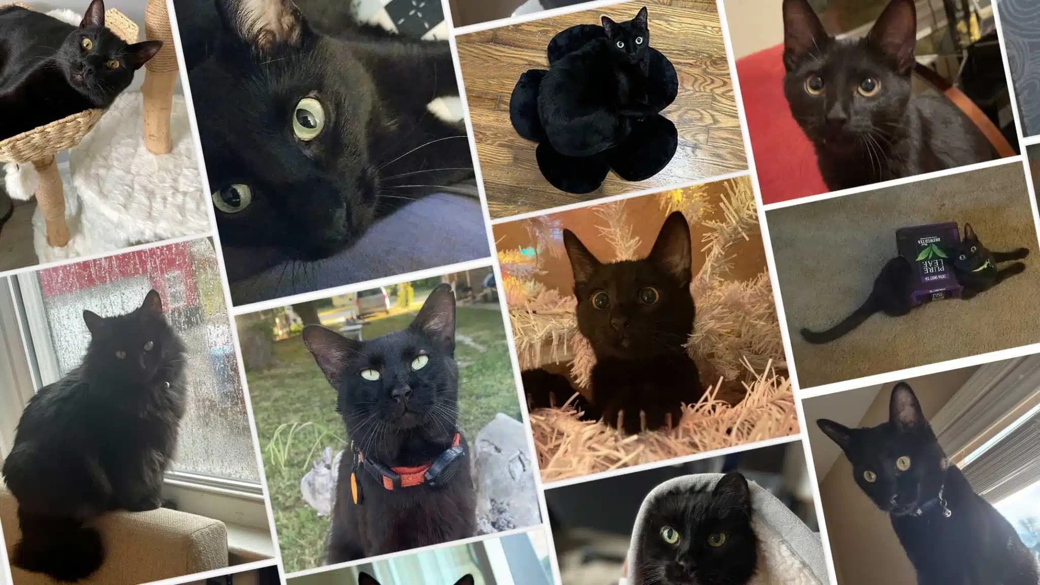 这一篇讲的是：几只黑猫找到家的故事