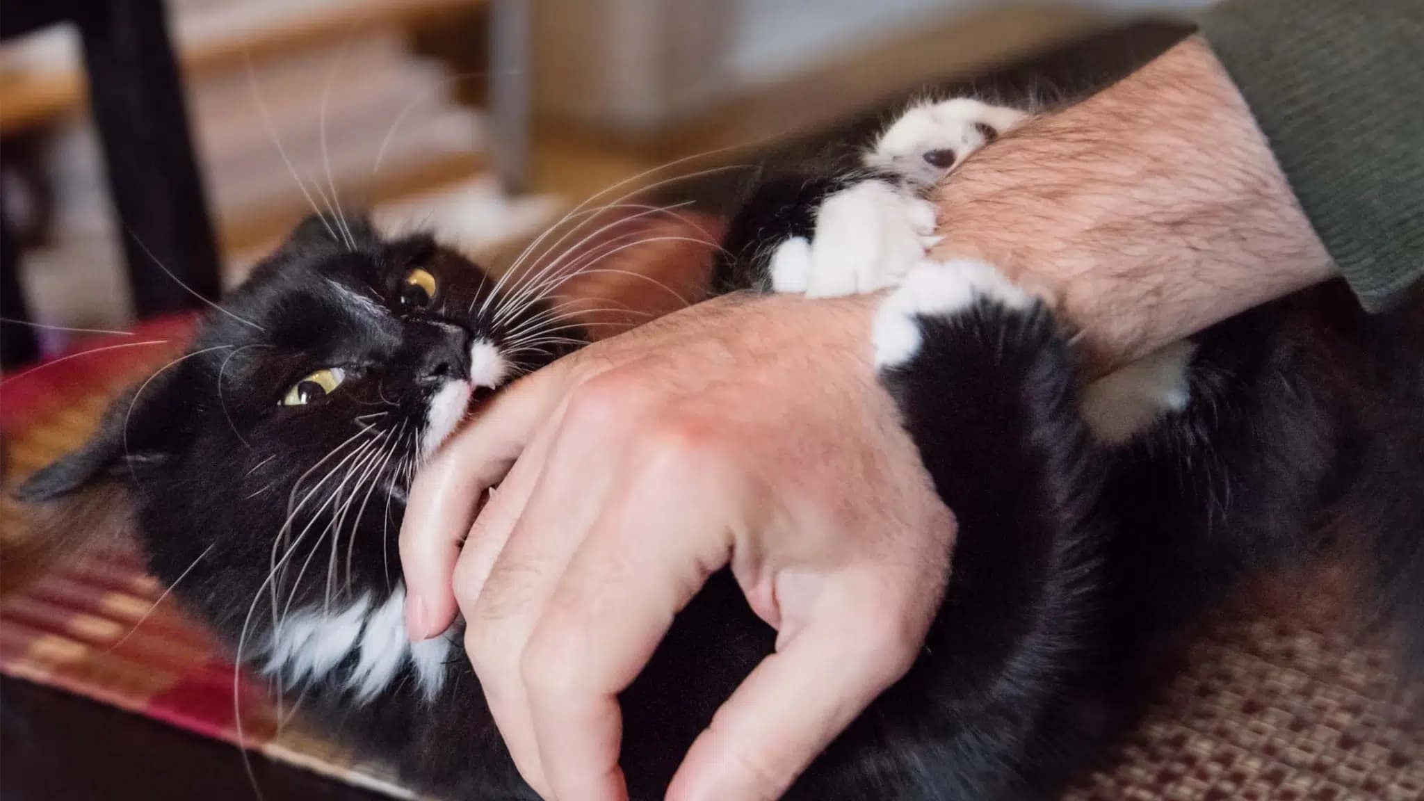 这一篇讲的是：被猫抓一下咬一口，要不要紧
