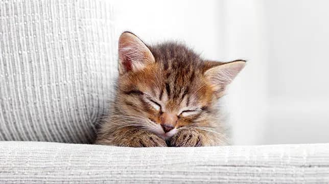 这一篇讲的是：刚接回家的小猫，哪些能做、哪些先别做