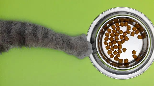 这一篇讲的是：为什么不能让猫吃素
