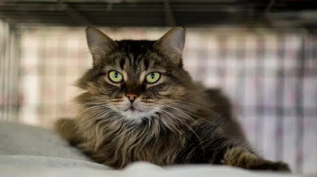 这一篇讲的是：去收容所接猫之前，他们最想先跟你说的几件事