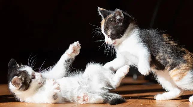 这一篇讲的是：在猫这边，分着吃不是好主意