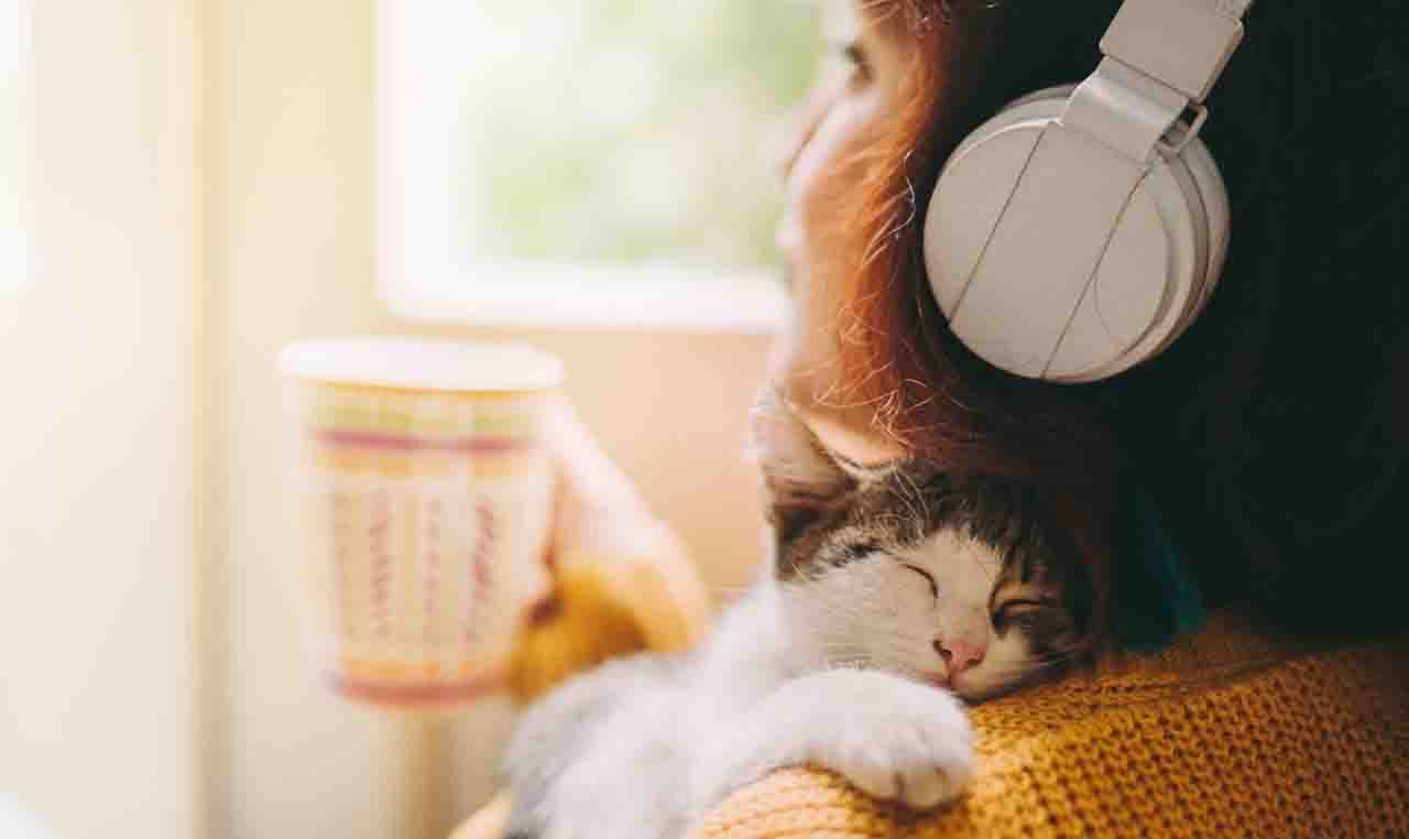 猫咪音乐那一格的封面：唱到猫的那些歌