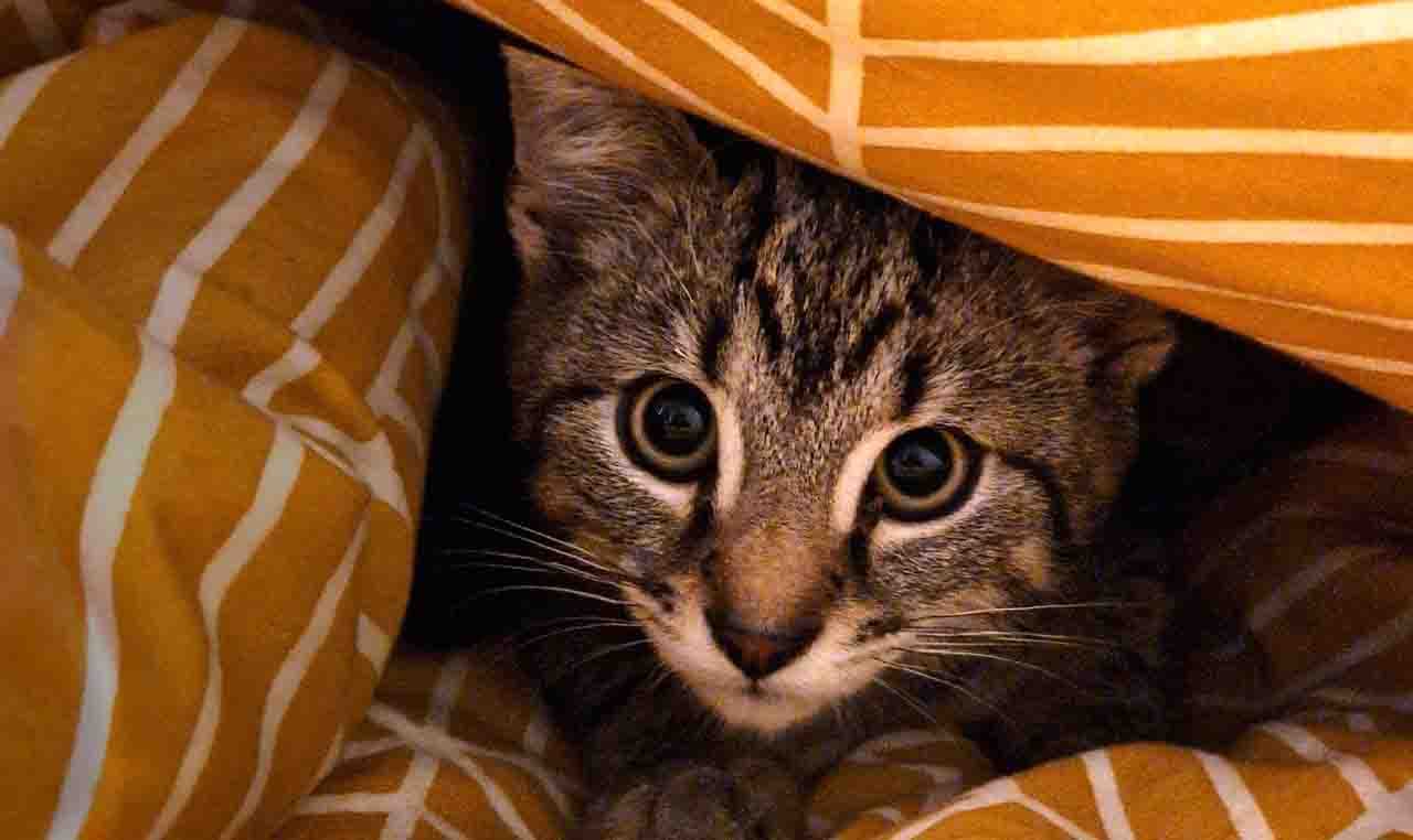 猫咪取名那一格的封面：叫了会回头的那个名字